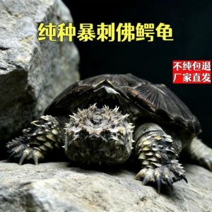 鳄龟为何要尽量少吃，鳄龟好吃但要注意！