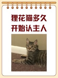 狸花猫一般跑了能自己回来吗，自家猫咪跑丢了？兽医教你找回家！
