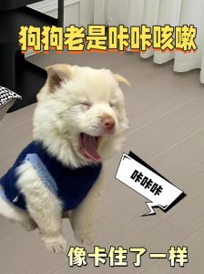 狗喘气急促伴有吭哧声，狗狗喘气急促怎么办？