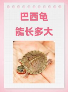 一厘米的乌龟五个小时能爬多远，乌龟爆发力惊人，慢也有慢的好处