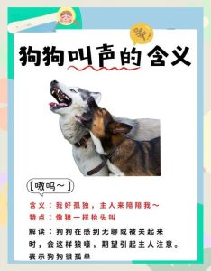 狗叫声音吸引狗专用,狗狗爱啥声音?笛声哨声都行,零食玩具更棒! 狗叫声音吸引狗专用,狗狗爱啥声音?笛声哨声都行,零食玩具更棒!