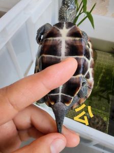 草龟是国家保护动物吗，保护草龟，别随意抓野生，科学养