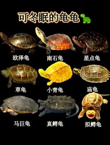 乌龟一天爬60米正常吗，杭州乌龟超厉害！一天爬1.2公里，比你想的聪明多！