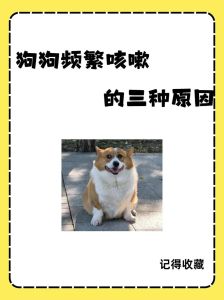 小狗嘤嘤叫是为什么，狗狗嘤嘤叫？快看看它为啥叫！
