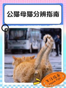 挑选猫最简单三个方法，活力足抓老鼠强