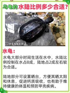 陆龟真的不会游泳吗，陆龟水龟长不同，陆龟怕水爱泡澡