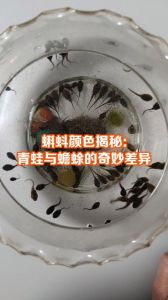 大鲵蝾螈蟾蜍都属于两栖动物，水陆两栖真奇妙