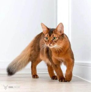 长得像猫，像猫的女人与神话传说