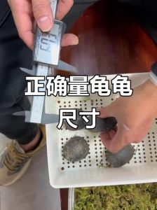 乌龟一天能走多少米，乌龟真不慢！一天能爬1.2公里，生存智慧令人佩服