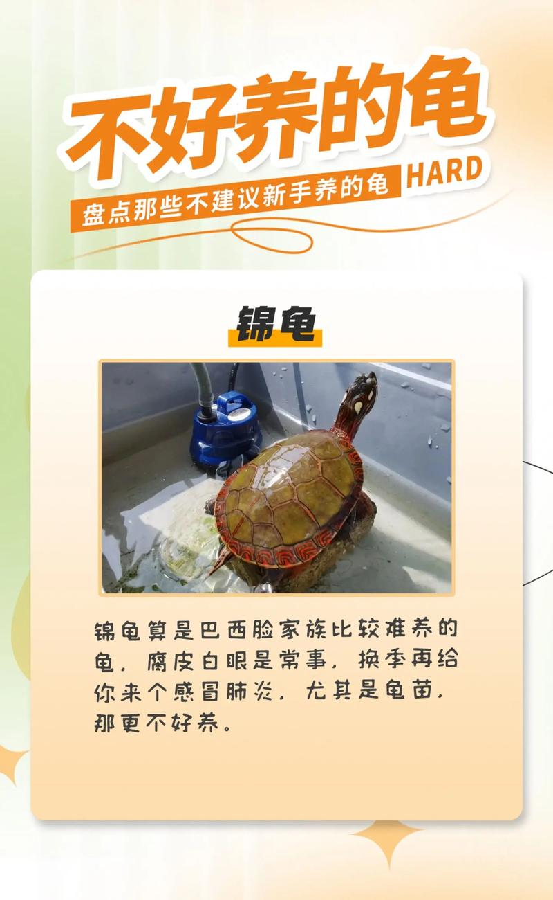 为啥三只乌龟必死一只,别急着养三只乌龟,伤财费力还伤龟! 为啥三只乌龟必死一只,别急着养三只乌龟,伤财费力还伤龟!