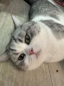 一只猫扔了10年还能租人吗，流浪猫被捡回胖了，但内心渴望爱，提醒养猫需负责