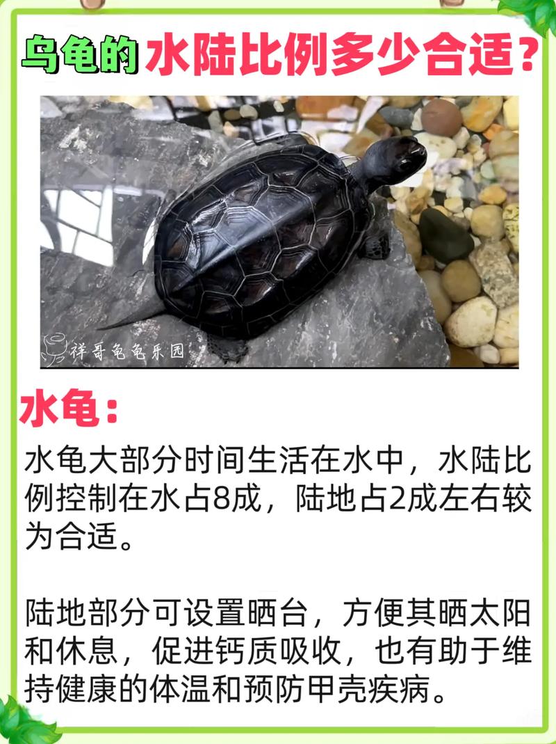 乌龟的速度每小时多少千米，乌龟真不慢，智慧生存更厉害！