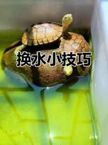 乌龟天天换水会死吗，水位喂食水质冬眠晒背别搞错！