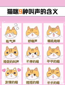 猫叫半夜几点钟要注意，半夜猫叫怎么办？听懂它的小心思！