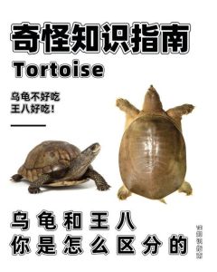 水龟和半水龟的区别，生活习性及饲养要点