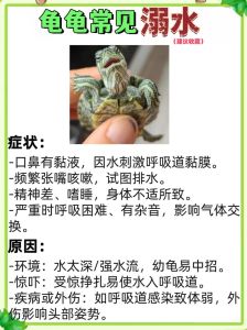 沙漠陆龟会游泳吗，古老生命智慧，需要耐心呵护