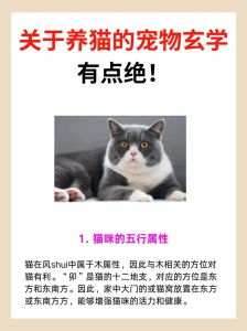 找猫咪的玄学方法，家猫不见了？别慌，这几招帮你找回来！