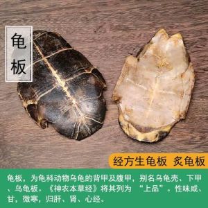 龟甲是什么龟的甲，占卜神器变滋补佳品