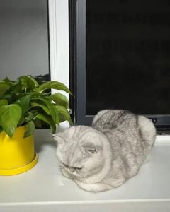 猫怕一个人会怕多久，猫咪怕人怎么办？耐心陪伴，建立信任是关键！