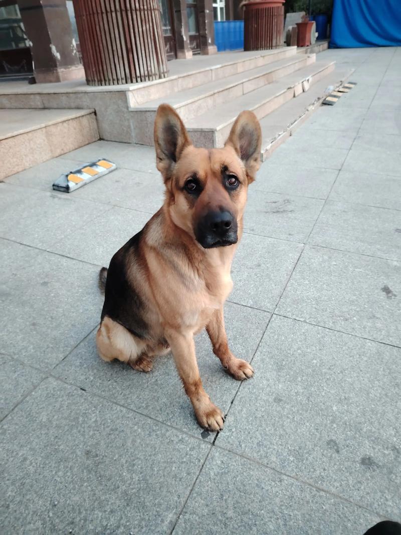 狗看家是本能吗，忠诚护主又省心