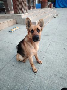 狗看家是本能吗，忠诚护主又省心