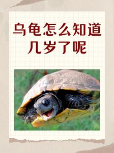 乌龟年龄对照表 图解，乌龟岁数看纹路？行为变化更明显！