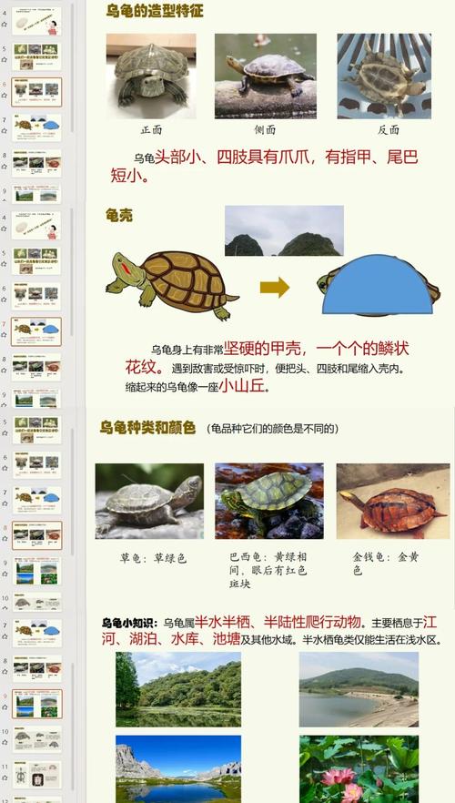 乌龟的速度是多少米每小时,乌龟跑速差别大,慢有慢的好处 乌龟的速度是多少米每小时,乌龟跑速差别大,慢有慢的好处