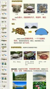 乌龟的速度是多少米每小时，乌龟跑速差别大，慢有慢的好处