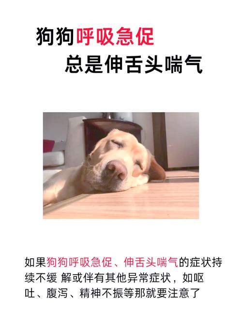 狗总伸着舌头喘气是为了，狗狗伸舌头喘气是正常的，但异常情况需警惕
