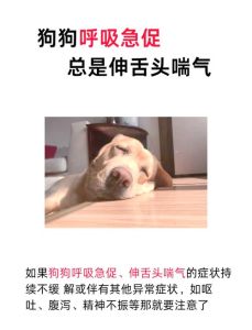 狗总伸着舌头喘气是为了，狗狗伸舌头喘气是正常的，但异常情况需警惕
