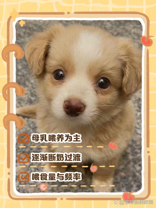 早产的狗狗怎么喂养，捡到小狗狗，太脆弱得细心照顾