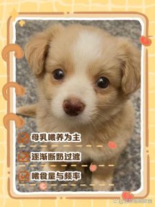 早产的狗狗怎么喂养，捡到小狗狗，太脆弱得细心照顾