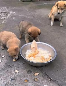 狗狗用手喂就吃不喂就不吃，狗狗护食怎么办？训练引导更信任