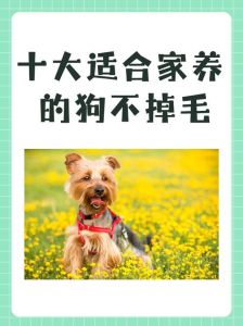 散养什么不怕狗，养狗防黄鼠狼 选对种宠物更快乐