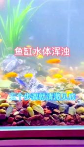 土办法鱼缸浑水变清水，鱼缸水浑？先停食加氧等细菌歇歇
