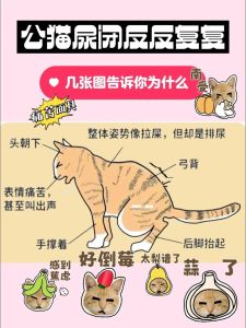 猫尿闭死了还能救活吗，公猫尿闭危险，快送医！