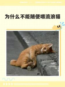 多大的流浪猫不建议收养，流浪小猫领养需谨慎，新手勿冲动