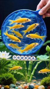 最好的冷水清洁鱼，选对冷水鱼，鱼缸清洁省心