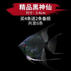 养七条鱼需要黑色吗，养七条鱼，黑鱼放底层，配红橙提亮风水好