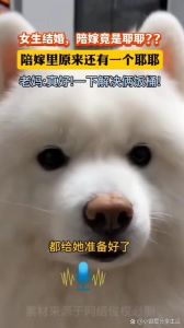 狗认为自己地位比主人高，狗狗太霸道？管住嘴迈开腿治！
