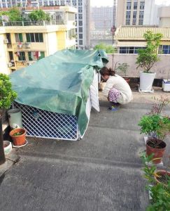 楼顶养兔子一年能赚多少钱，养楼顶兔子真赚钱？成本高风险大，想补贴也难！