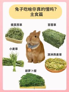 小兔子吃什么好养活，养兔子要多样化喂食，红薯山药适量，绿叶菜常换，豆腐渣豆浆慎喂