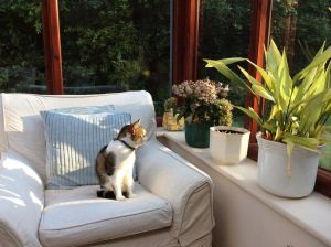 猫咪养在阳台合适吗，养猫阳台好？安全改造是关键！