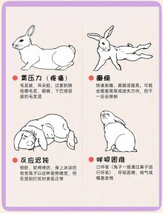 兔子的生理特征，兔子耳朵灵活散热，眼睛视野广，鼻子嗅觉灵敏，三瓣嘴需常磨牙，尾巴示警，后腿有力跳得高，繁殖能力强