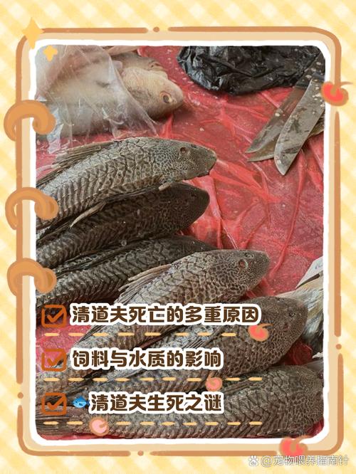 鱼缸养9条鱼清道夫算一条鱼吗，鱼缸清洁工还是入侵物种？