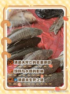 鱼缸养9条鱼清道夫算一条鱼吗，鱼缸清洁工还是入侵物种？