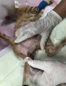 抓了只成年的流浪猫养的熟吗，捡到流浪猫，耐心养，别强求