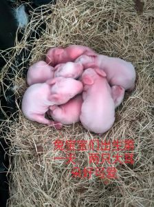 兔子多大才能生小兔子，养兔子别急着繁殖，健康才是王道！