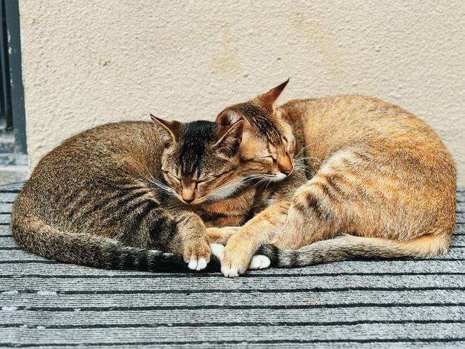 猫咪一抱就跑能揍吗，别打猫咪不爱你，温柔耐心陪它好