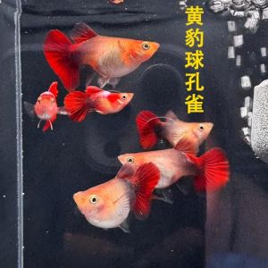 哪种小观赏鱼适合家养，养鱼美化家，选鱼看喜好